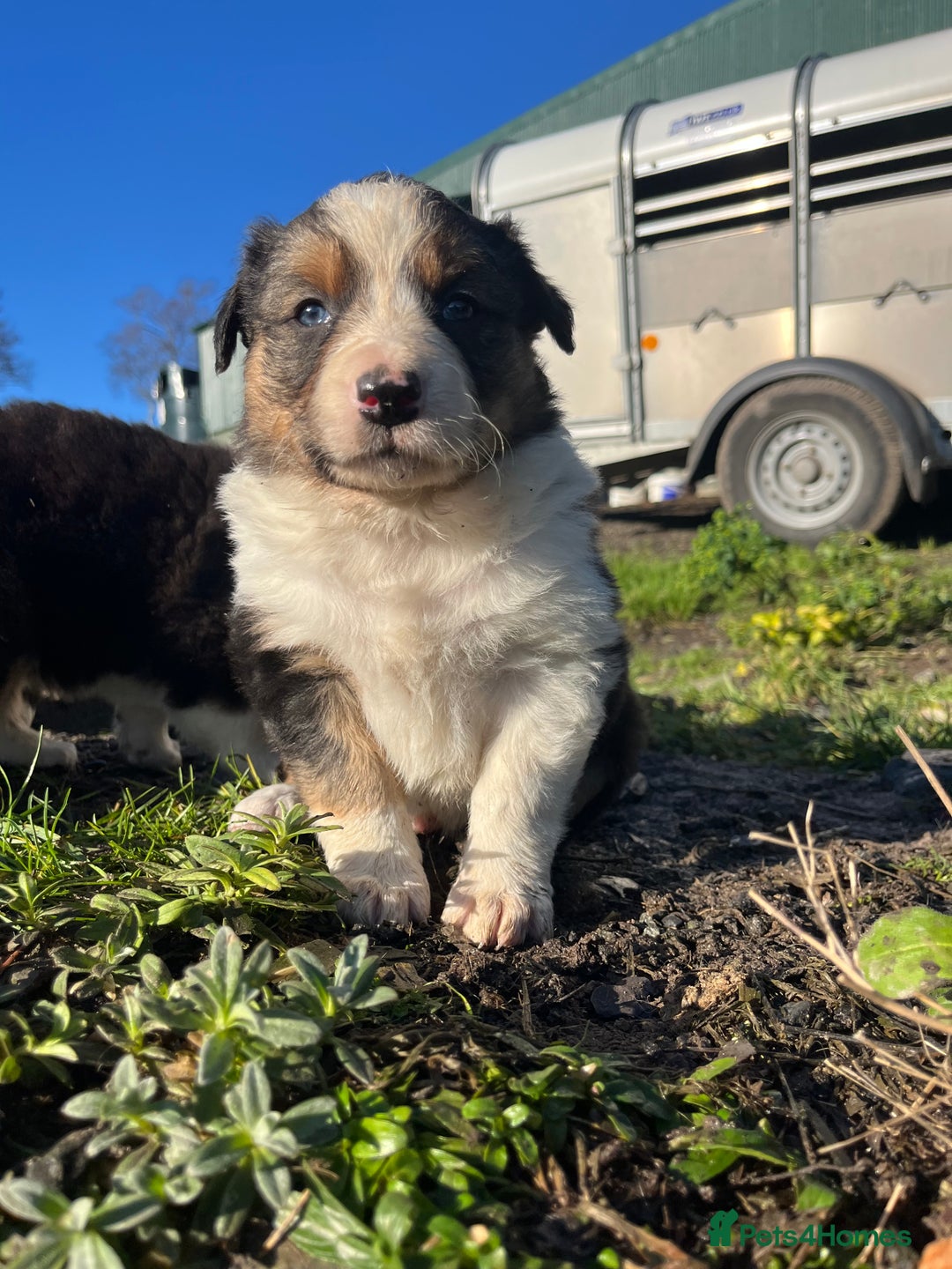 Border Collie dogs for sale: Stunning Tri Border Collie puppies for sale - Advert 8