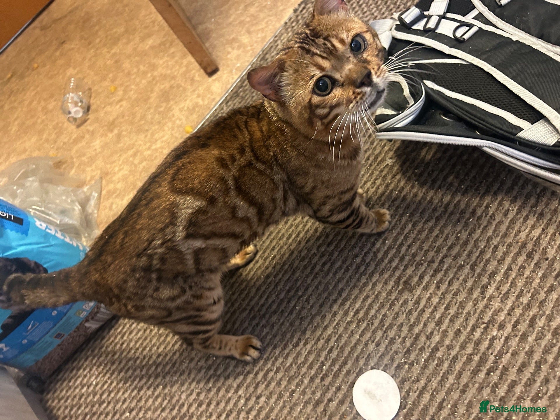 Bengal cats Bengal Male urgently needs home  - Advert 1