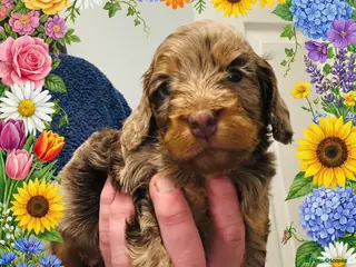 Cockapoo dogs DNA TESTED, Last Stunning Merle Cockapoo Girl - Advert 15