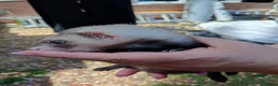 Ferret rodents for sale: Ferret hob kits in Hereford - Advert 2
