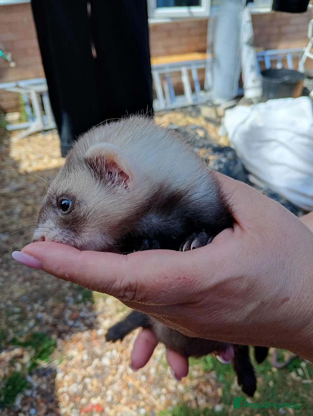 Ferret rodents for sale: Ferret hob kits in Hereford - Advert 2