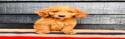 Mini Goldendoodle dogs for sale: 🧡❤️ GORGEOUS MINI GOLDENDOODLE PUPPIES ❤️🧡 - Advert 16