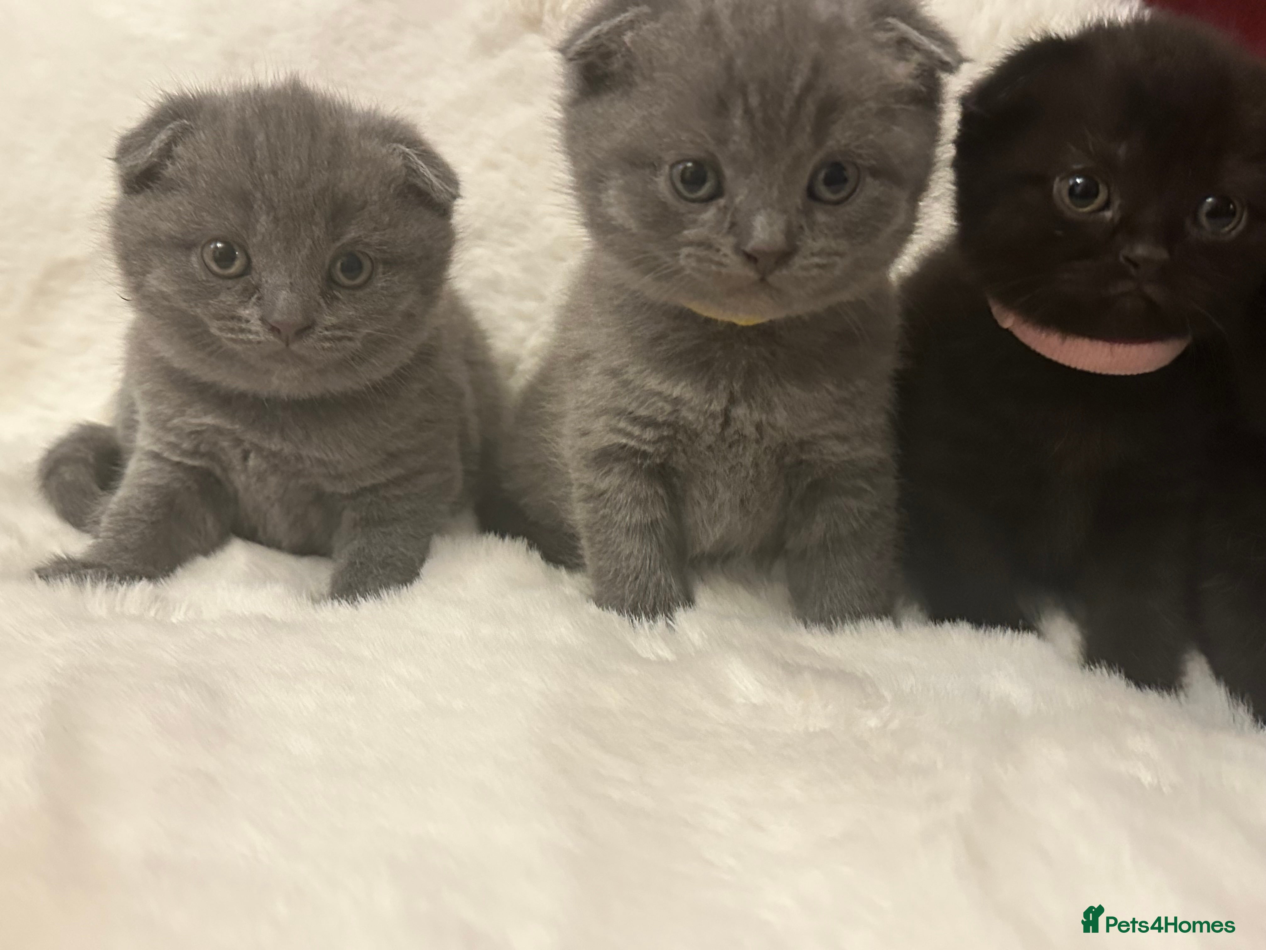 Scottish Fold cats Adorable Scottish Fold kittens,  litter trained ❤️ - Advert 10