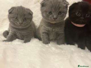 Scottish Fold cats Adorable Scottish Fold kittens, litter trained ❤️ - Advert 10