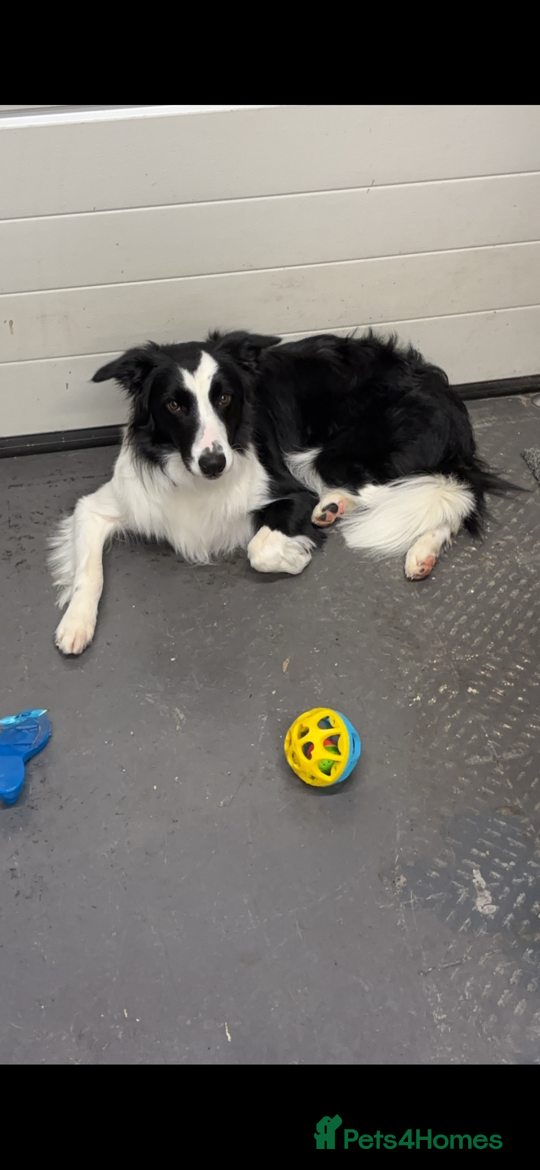 Border Collie dogs for sale: Bear the Border Collie  - Advert 3