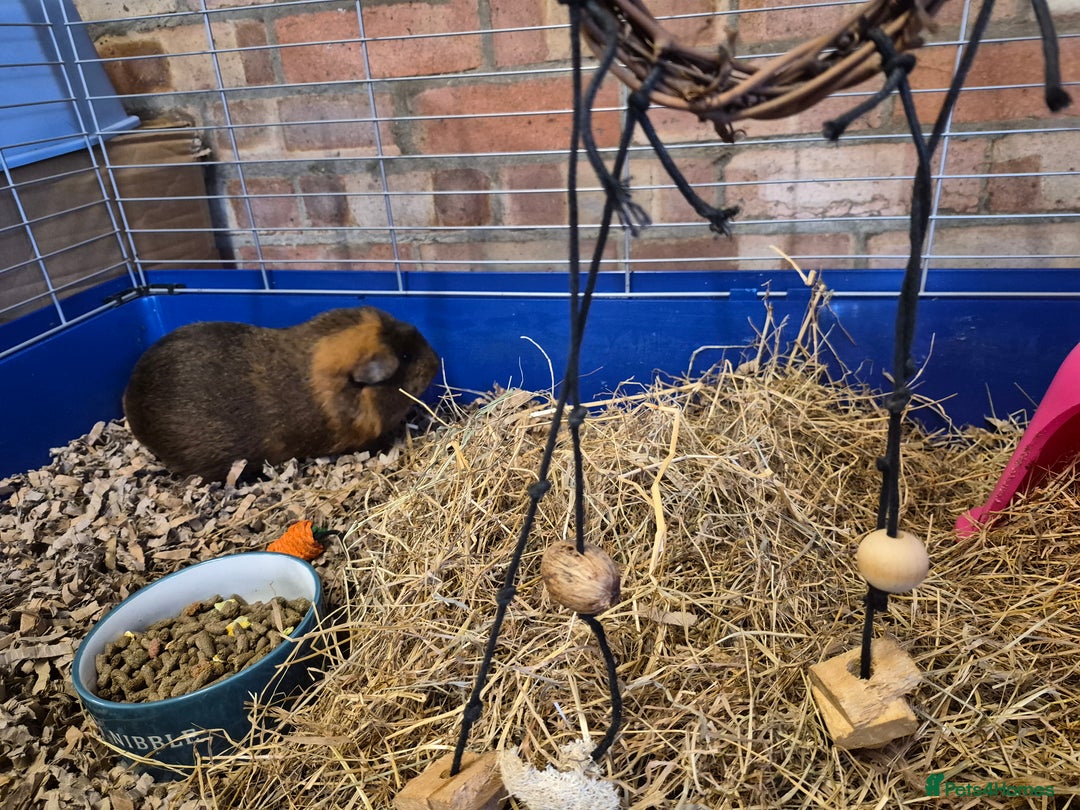 Guinea Pig rodents for sale: Two female Guinea Pigs plus cage/food - Advert 7