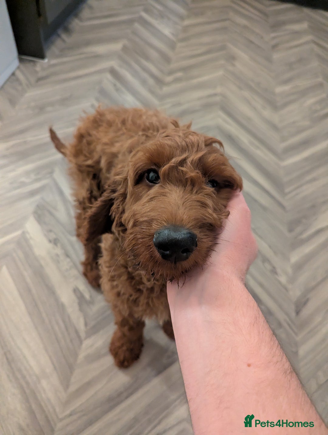 Mini Goldendoodle dogs for sale: Miniature Golden Doodle for sale - Advert 1