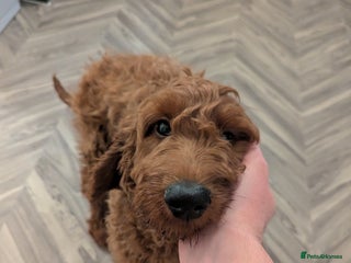 Mini Goldendoodle dogs Miniature Golden Doodle for sale - Advert 17