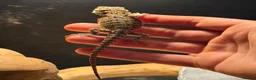 Bearded Dragon reptiles for sale: Trans Hypo Bearded Dragons - Advert 22