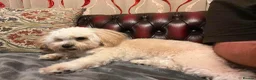 Lhasa Apso dogs for adoption: Emmy needs a loving home  - Advert 1