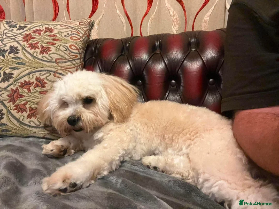 Lhasa Apso dogs for adoption: Emmy needs a loving home  - Advert 1