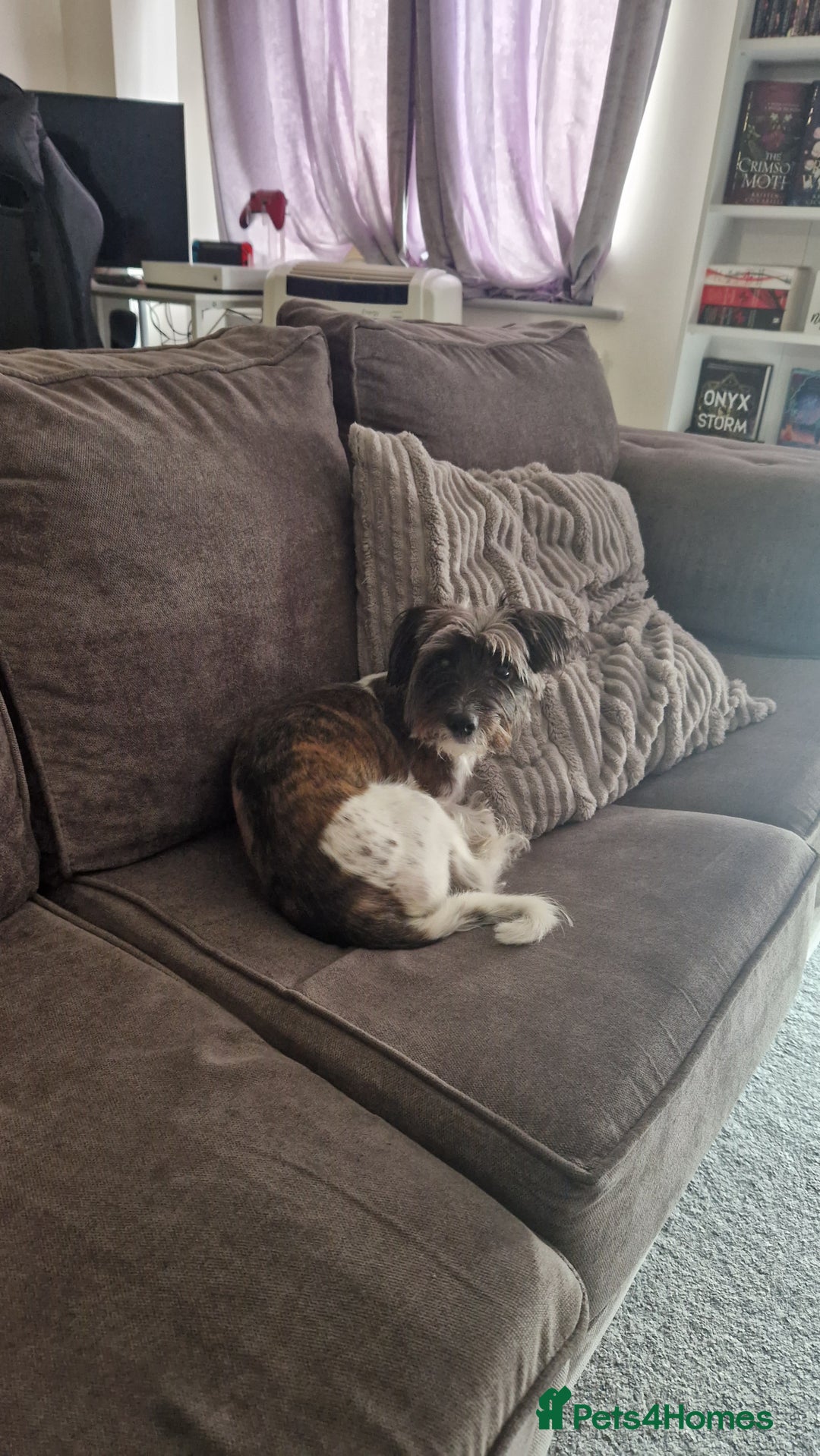 Yorkshire Terrier dogs for sale: Yorkshire terrier 2yr old  - Image 9