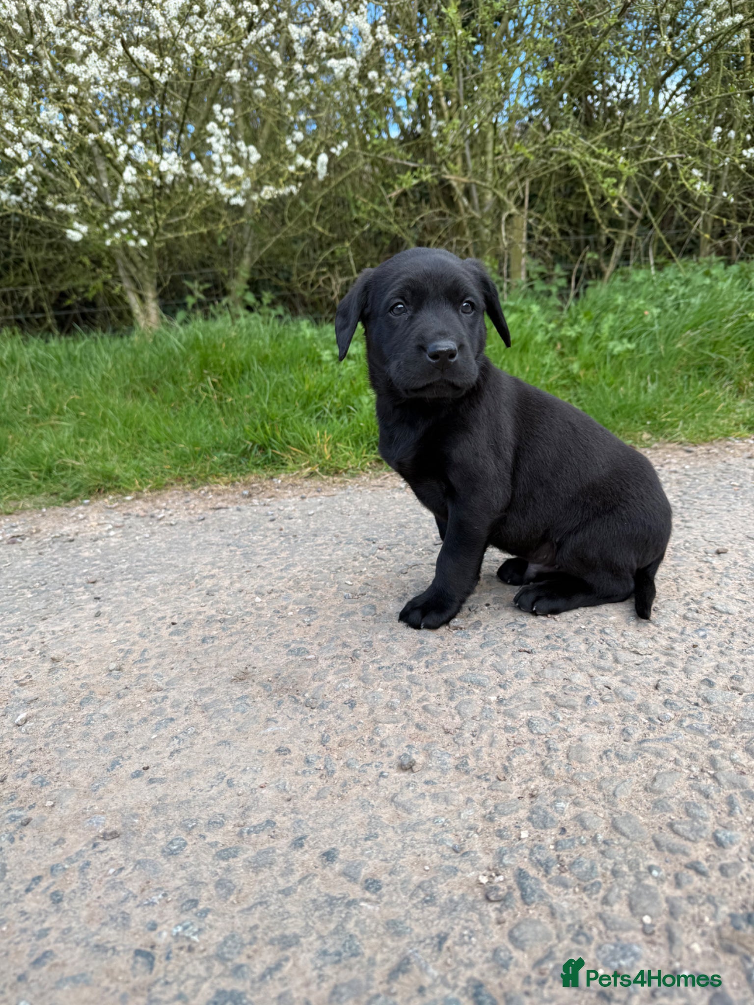 Labrador Retriever dogs KC Labrador Puppies - Advert 15