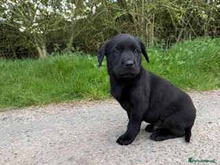 Labrador Retriever dogs KC Labrador Puppies - Advert 15