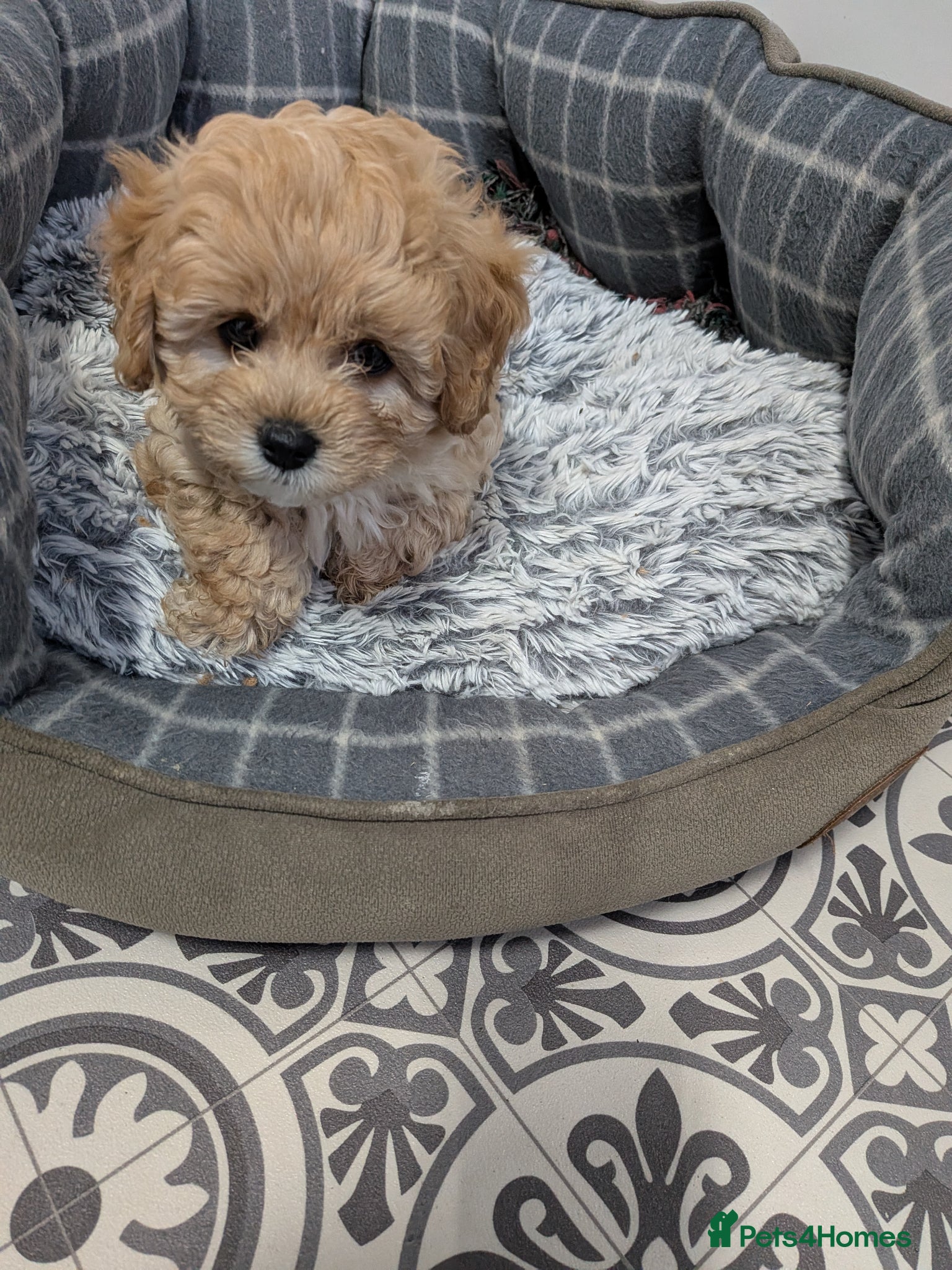 Cavapoo dogs Cavapoo f2 - Advert 7