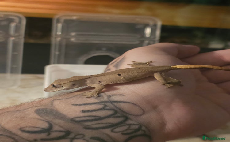 Gecko reptiles - Advert 1