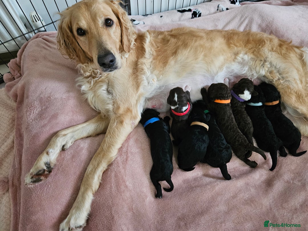 Goldendoodle dogs for sale: Gorgeous Healthy Goldendoodle Puppies - Image 2