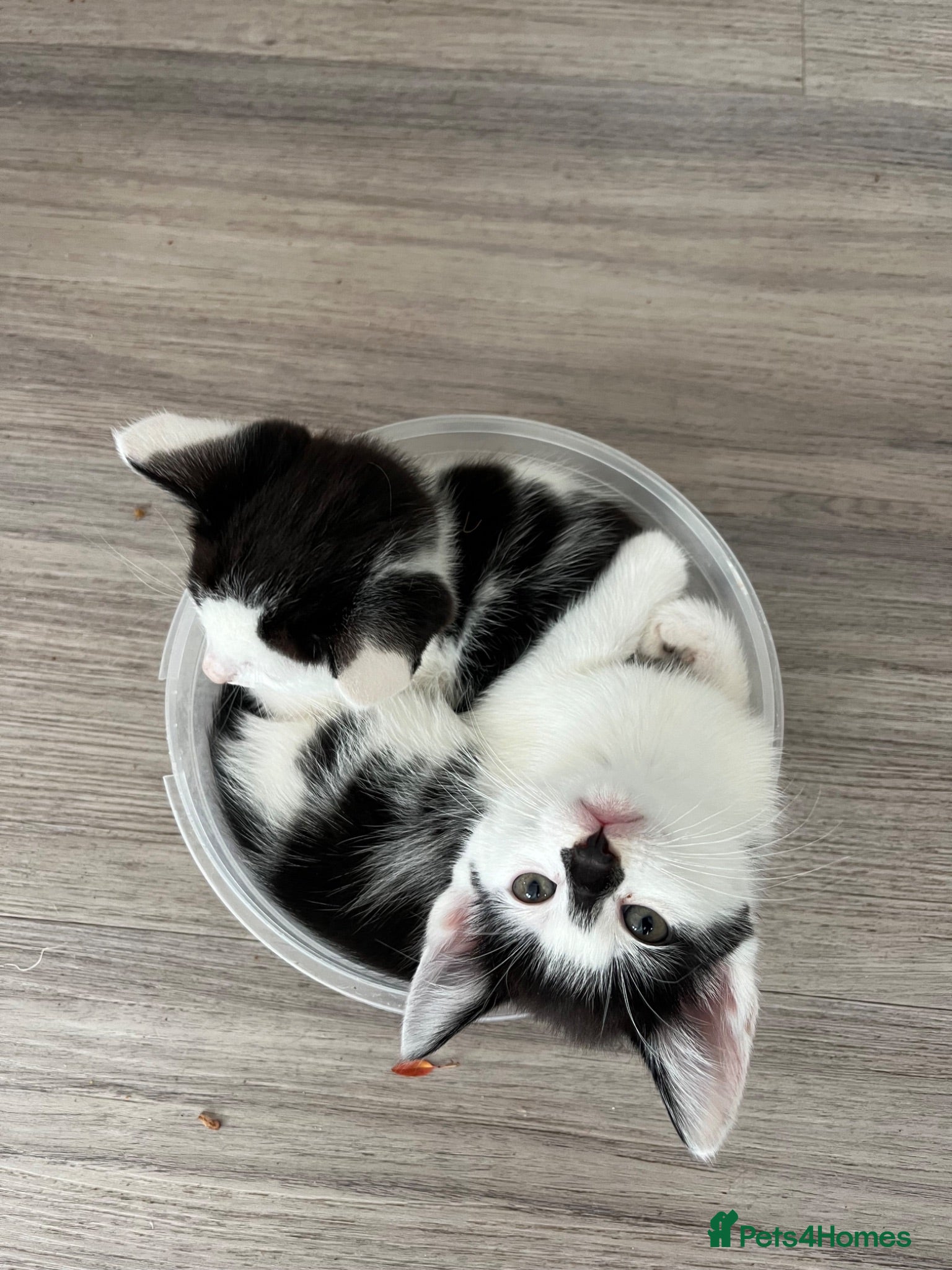 Mixed Breed cats £50 FOR 2 KITTENS | URGENT REHOMING - Advert 13