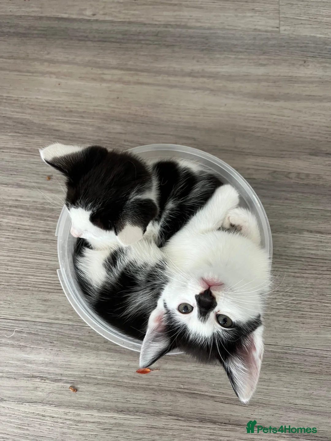 Mixed Breed cats for sale: URGENT 🚨 Last 2 Kittens (Boy & Girl) - Advert 2