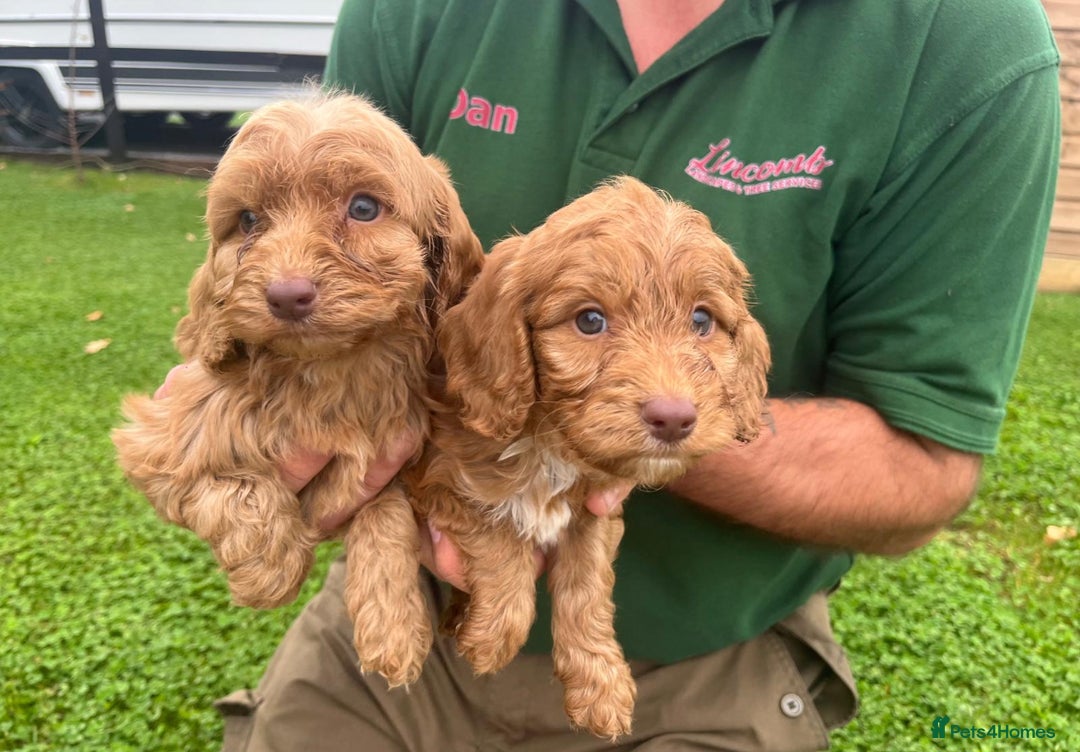 Cockapoo dogs for sale: Cockapoo puppies  - Image 2