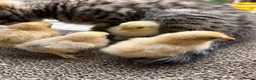 Chickens poultry for sale: 💕4 little Pekin Chicks (must go together)💕 - Advert 4