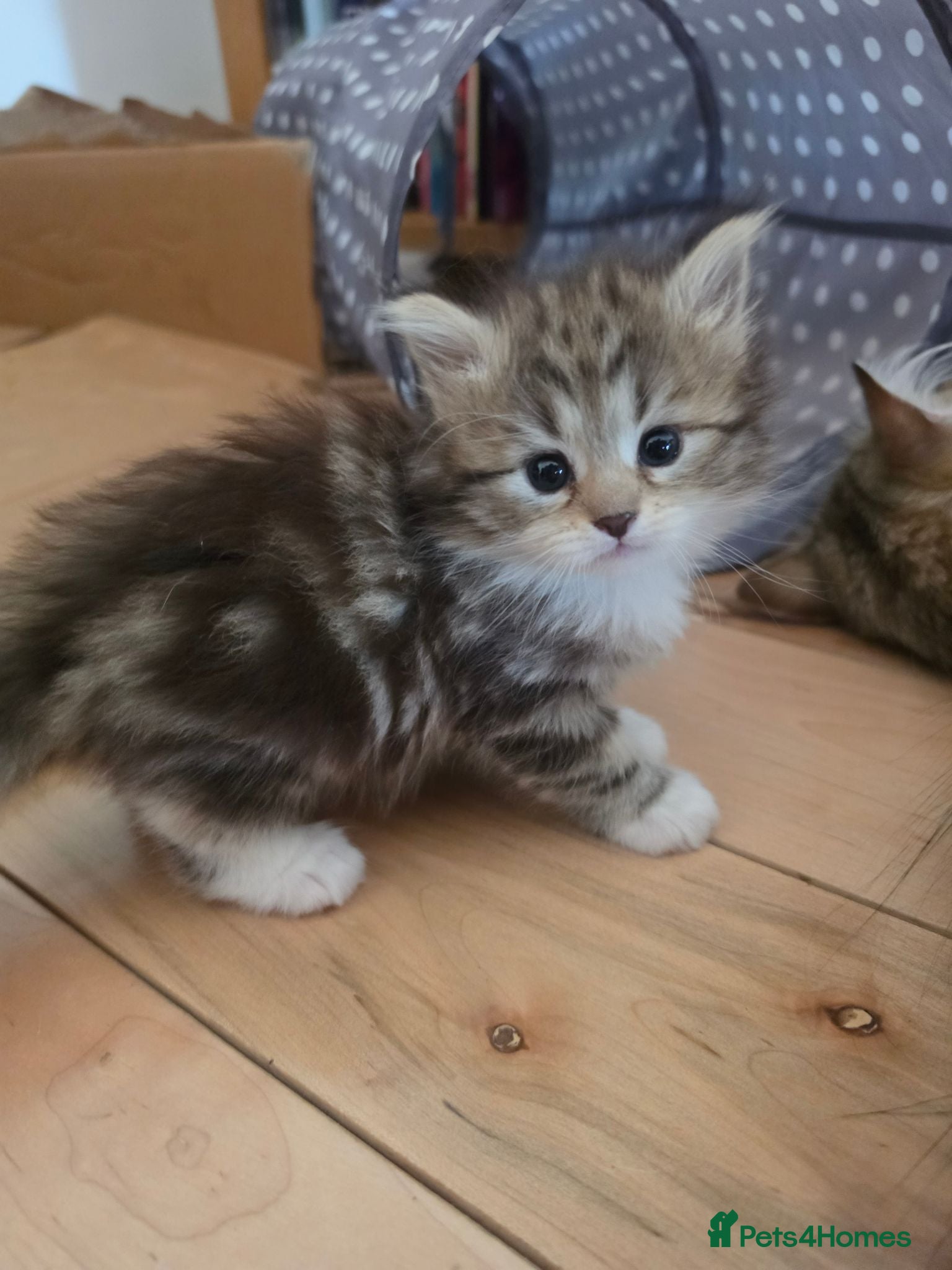 Siberian cats Pure gorgeous Siberian Kittens  - Advert 1