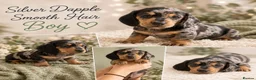 Miniature Dachshund dogs for sale: Miniature dachshund puppies - Advert 2