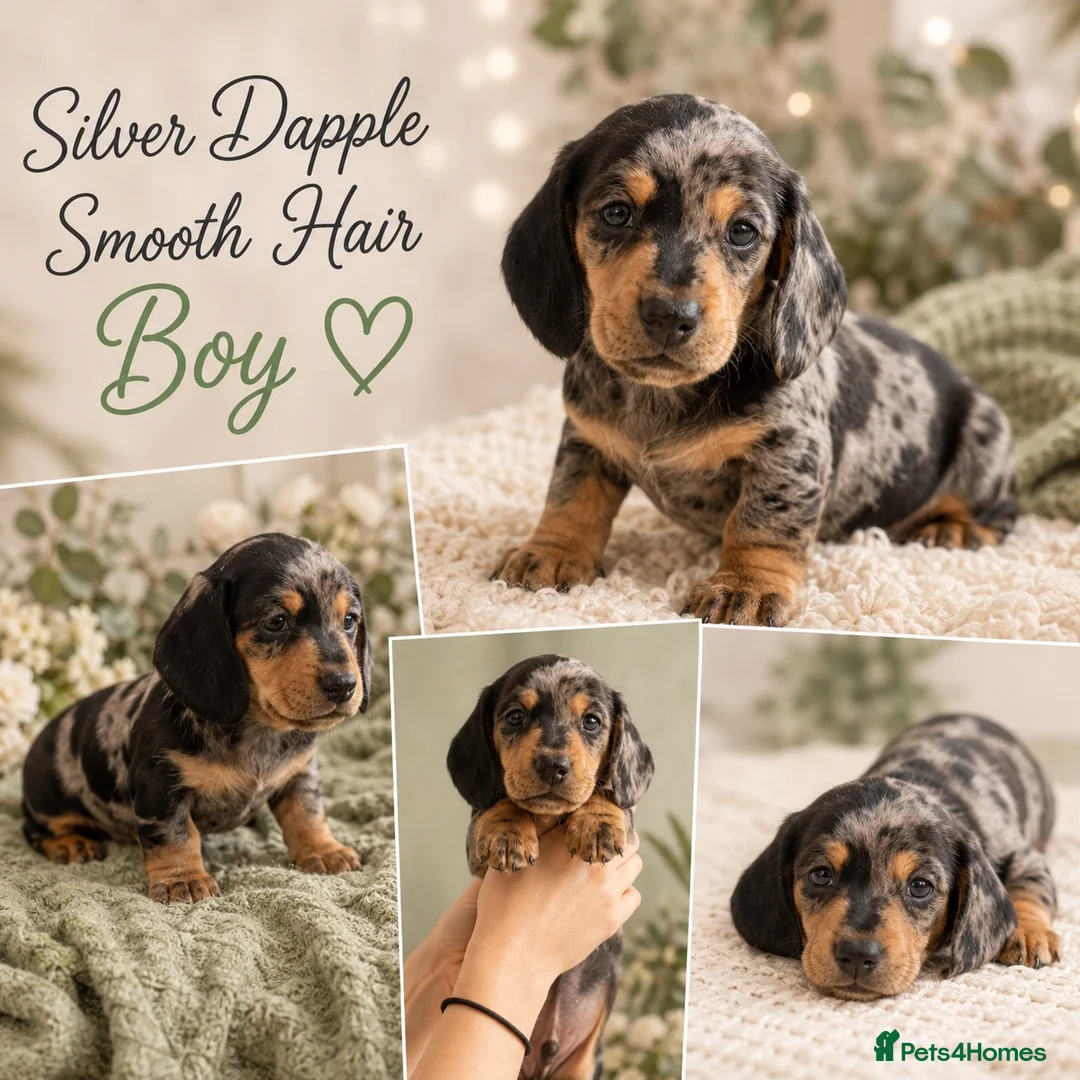 Miniature Dachshund dogs for sale: Miniature dachshund puppies - Advert 2
