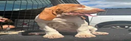 Bracco Italiano dogs for sale: Bracco Italiano puppy girl  - Advert 4