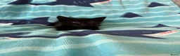 Mixed Breed cats for sale: Kittens, black and white - Advert 27