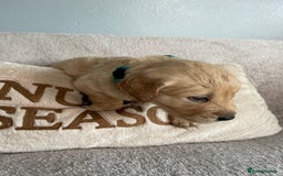 Golden Retriever dogs for sale: Rare & wonderful petite golden retrievers - Image 30