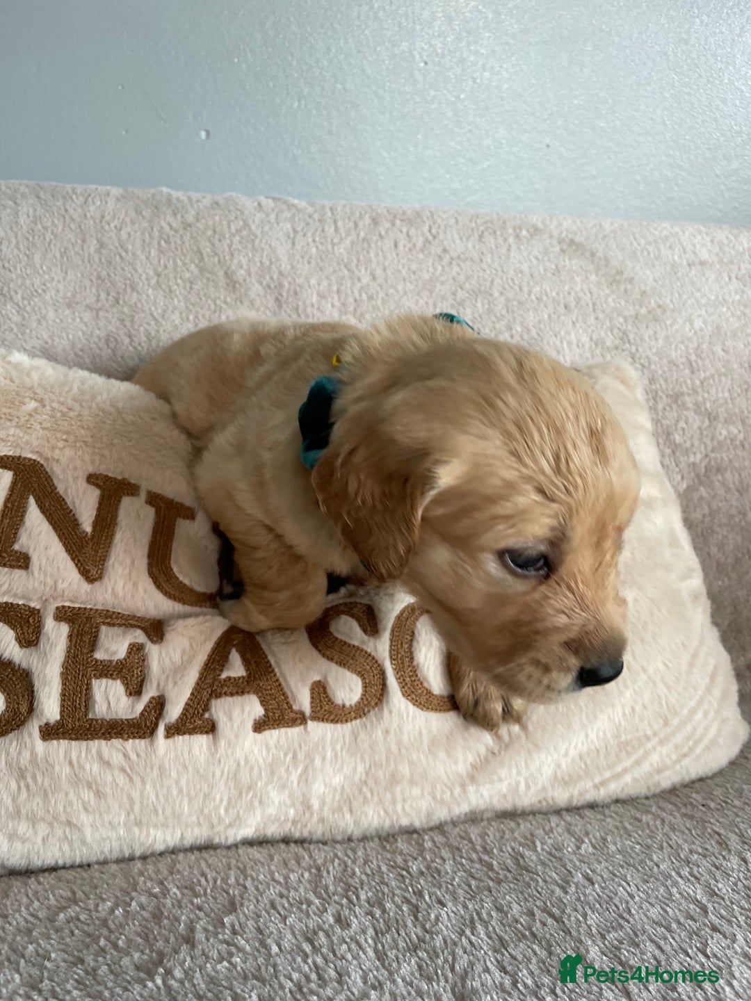 Golden Retriever dogs for sale: Rare & wonderful petite golden retrievers - Image 30