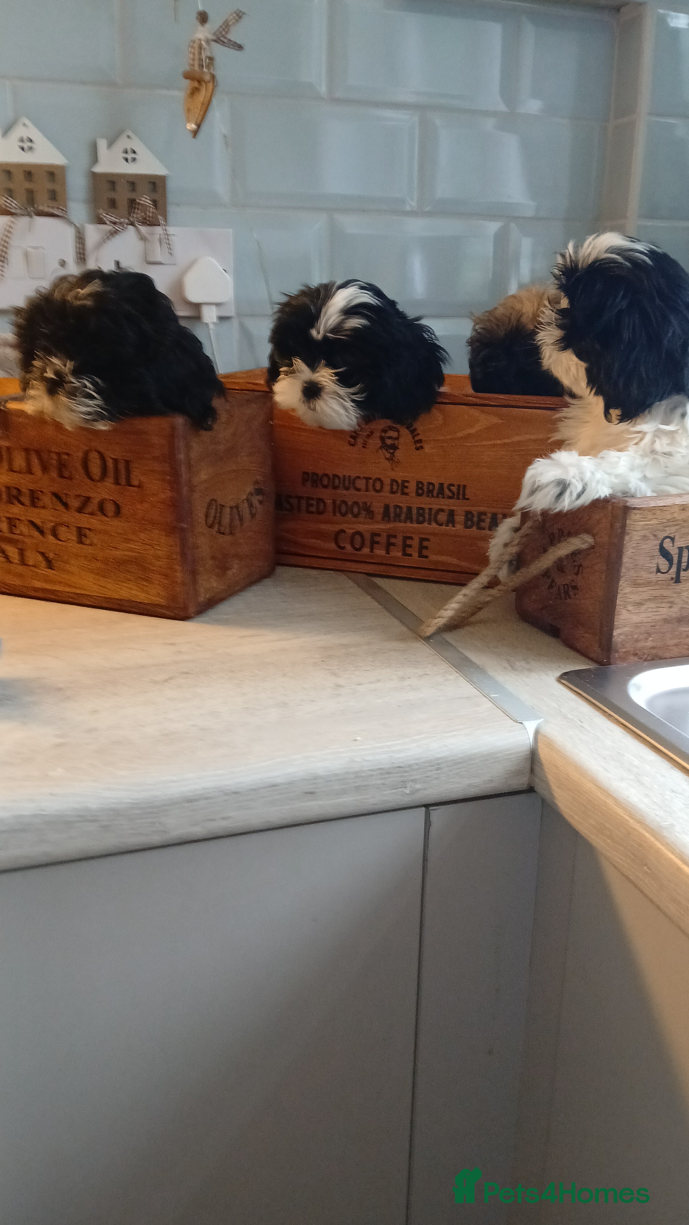 Shih Tzu dogs LOOKING FOR A HEART BEAT NEAR YOUR FEET! JOY & FUN - Advert 8