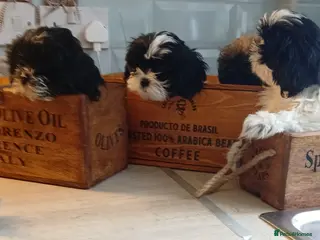 Shih Tzu dogs LOOKING FOR A HEART BEAT NEAR YOUR FEET! JOY & FUN - Advert 8