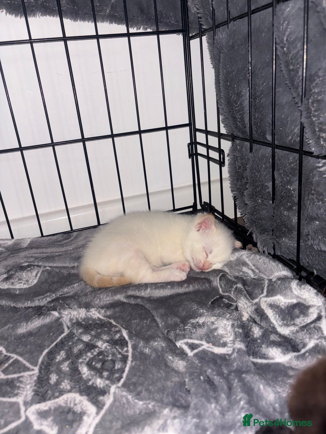 Siamese cats for sale: Our lovely pet cat had 2 beautiful babies  - Advert 4