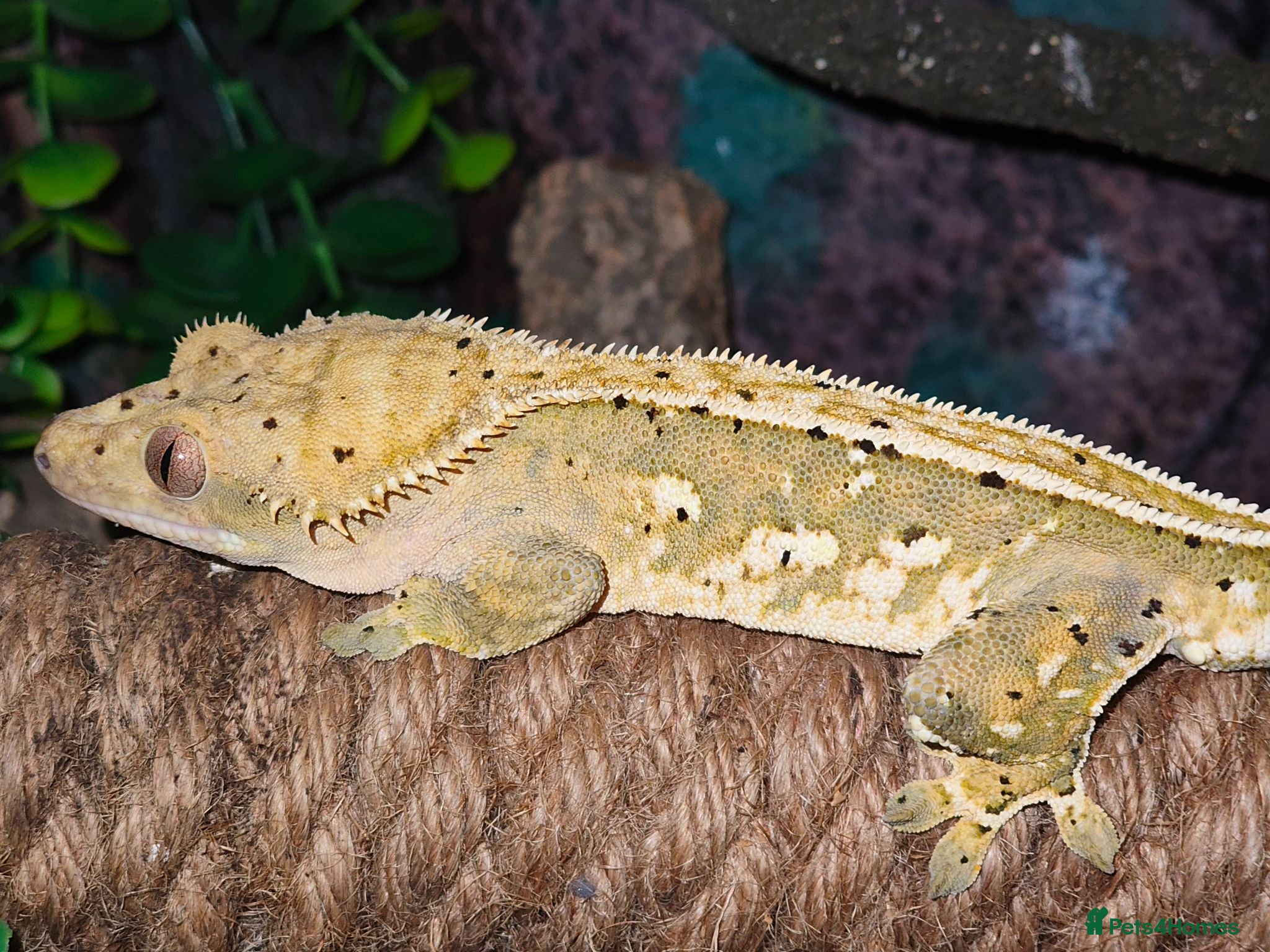 Gecko reptiles Stunning male crested gecko  - Advert 3