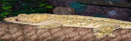 Gecko reptiles for sale: Stunning male crested gecko  - Advert 1