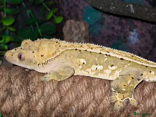 Gecko reptiles Stunning male crested gecko - Advert 3