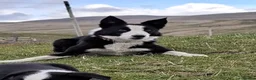 Border Collie dogs for sale: Beautiful Border Collie pups for sale  - Advert 8