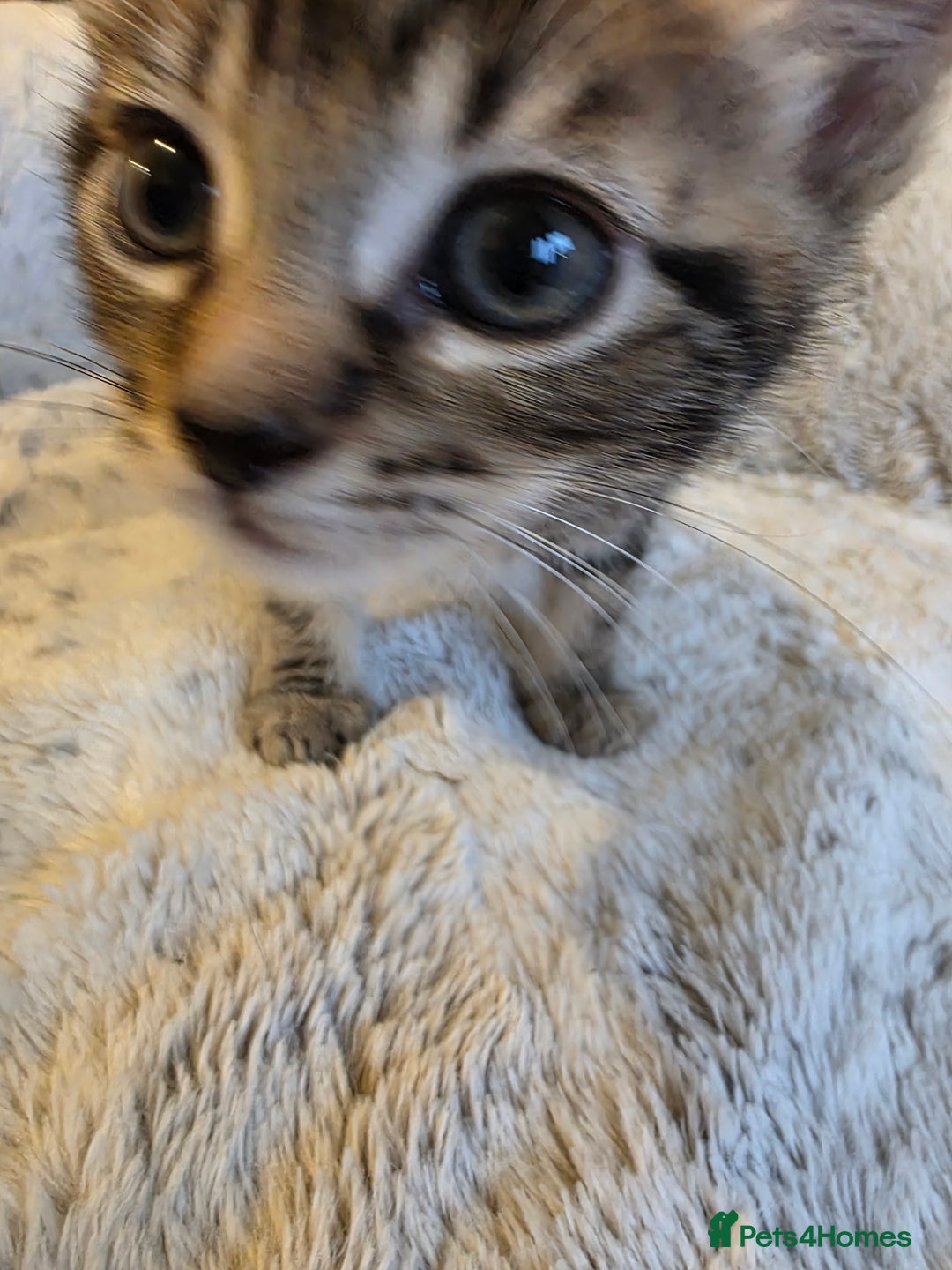 Mixed Breed cats for sale: 2 Male Stripy Kitten's - Advert 16