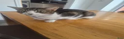 Mixed Breed cats for sale: 2 boys 2 girls no chips or vaccinations  in Tamworth - Advert 2