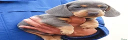 Miniature Dachshund dogs for sale: RAINBOW LITTER OF MINI DAX'S WOW 💯🔥  - Advert 5