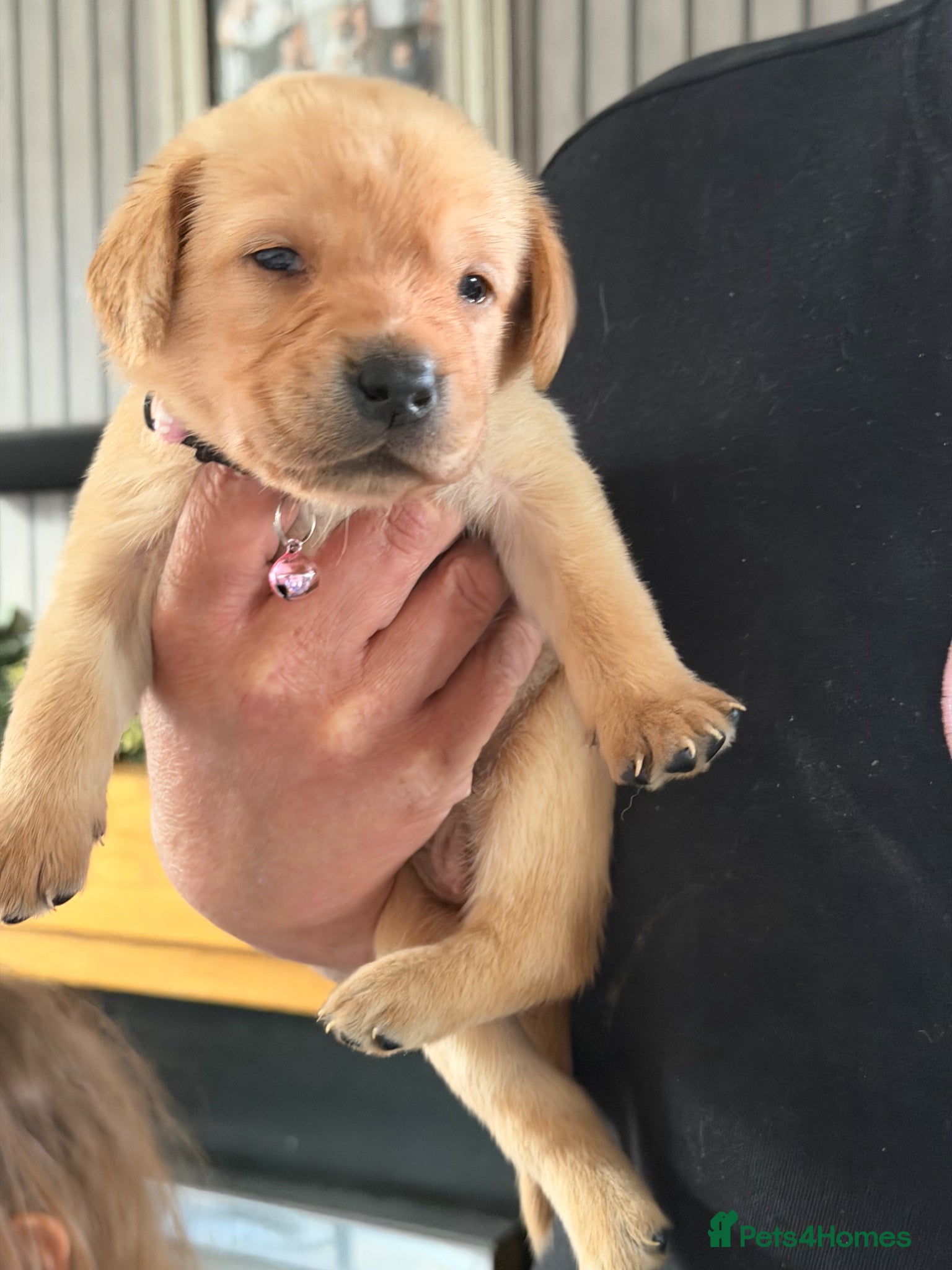 Labrador Retriever dogs for sale: Labrador retriever puppies - Advert 5