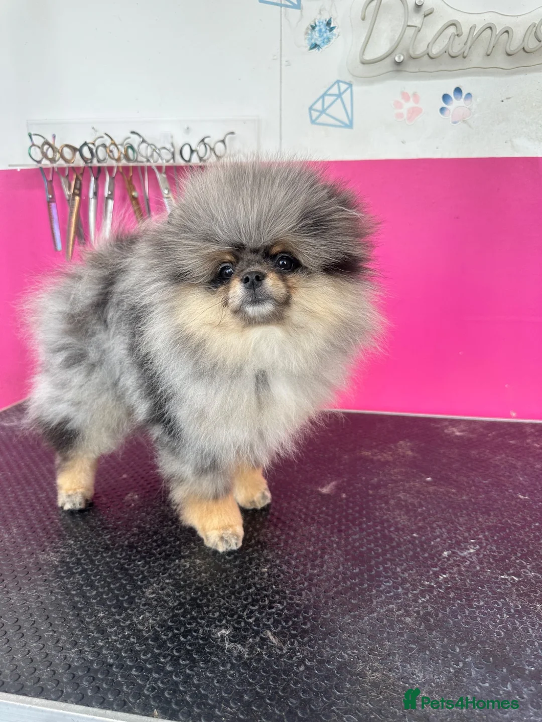 Pomeranian dogs for sale: Beautiful Pomeranians 🖤🤍 - Advert 1