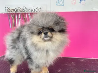 Pomeranian dogs Beautiful Pomeranians 🖤🤍 - Advert 1