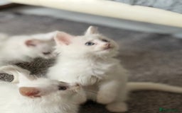 Maine Coon cats for sale: 	Rare Polydactyl Kittens + 1 Blue-Eyed Beauty - Image 12