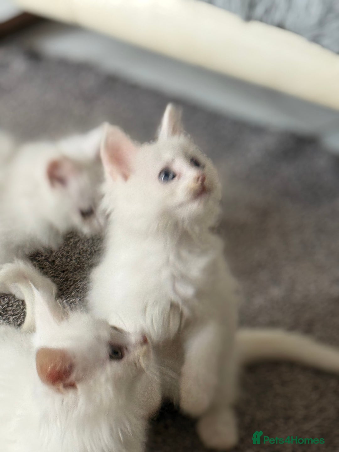Maine Coon cats for sale: 	Rare Polydactyl Kittens + 1 Blue-Eyed Beauty - Image 12