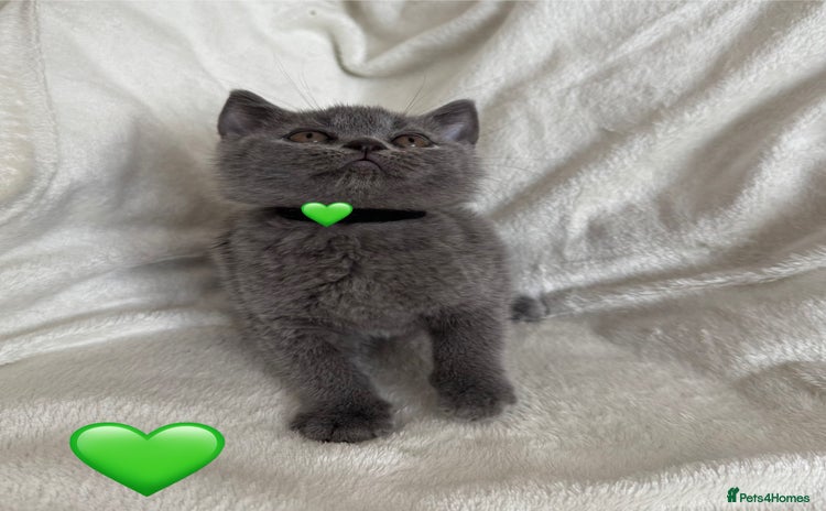 British Shorthair cats - Advert 2