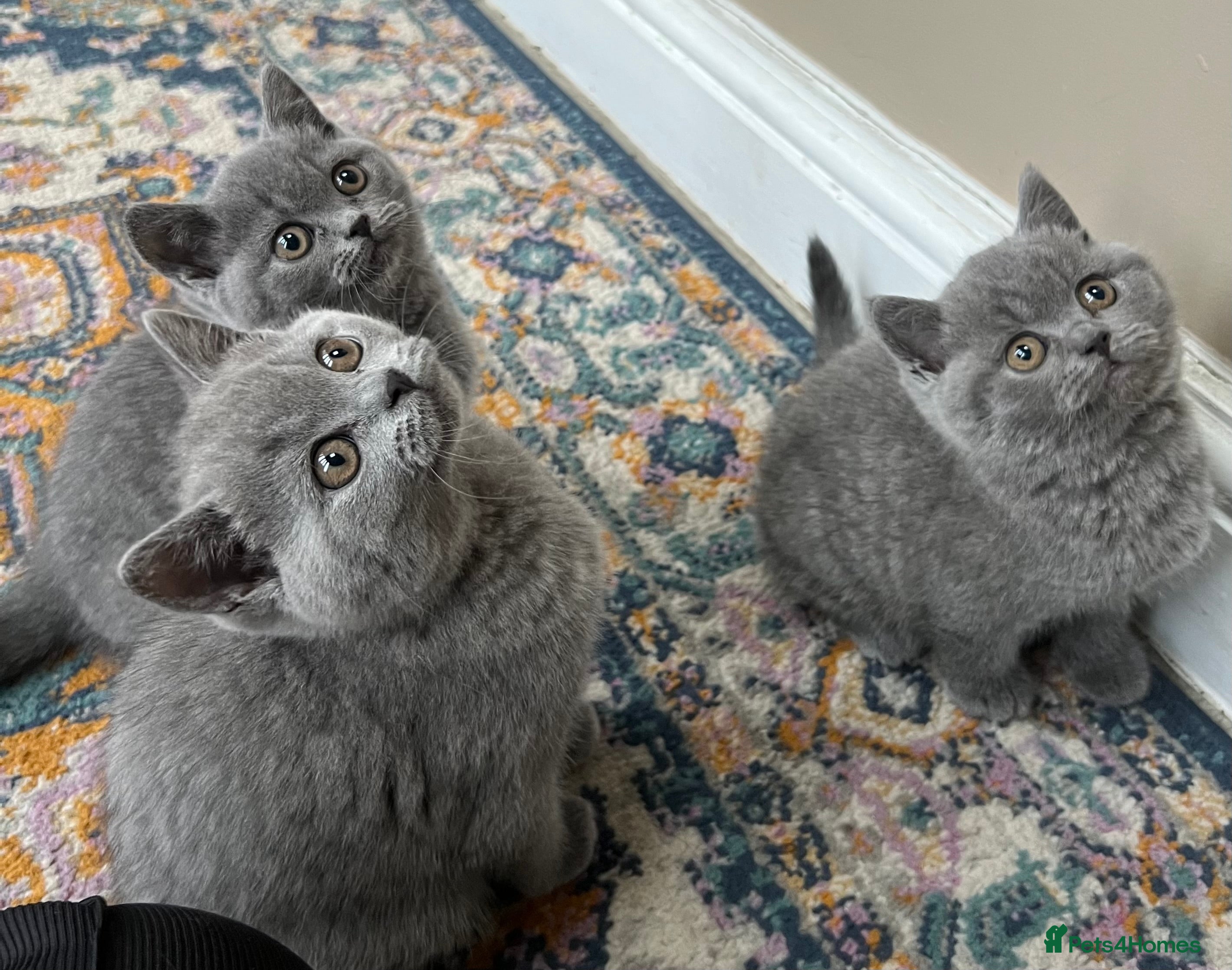 British Shorthair cats Beautiful British shorthair kittens  - Advert 4