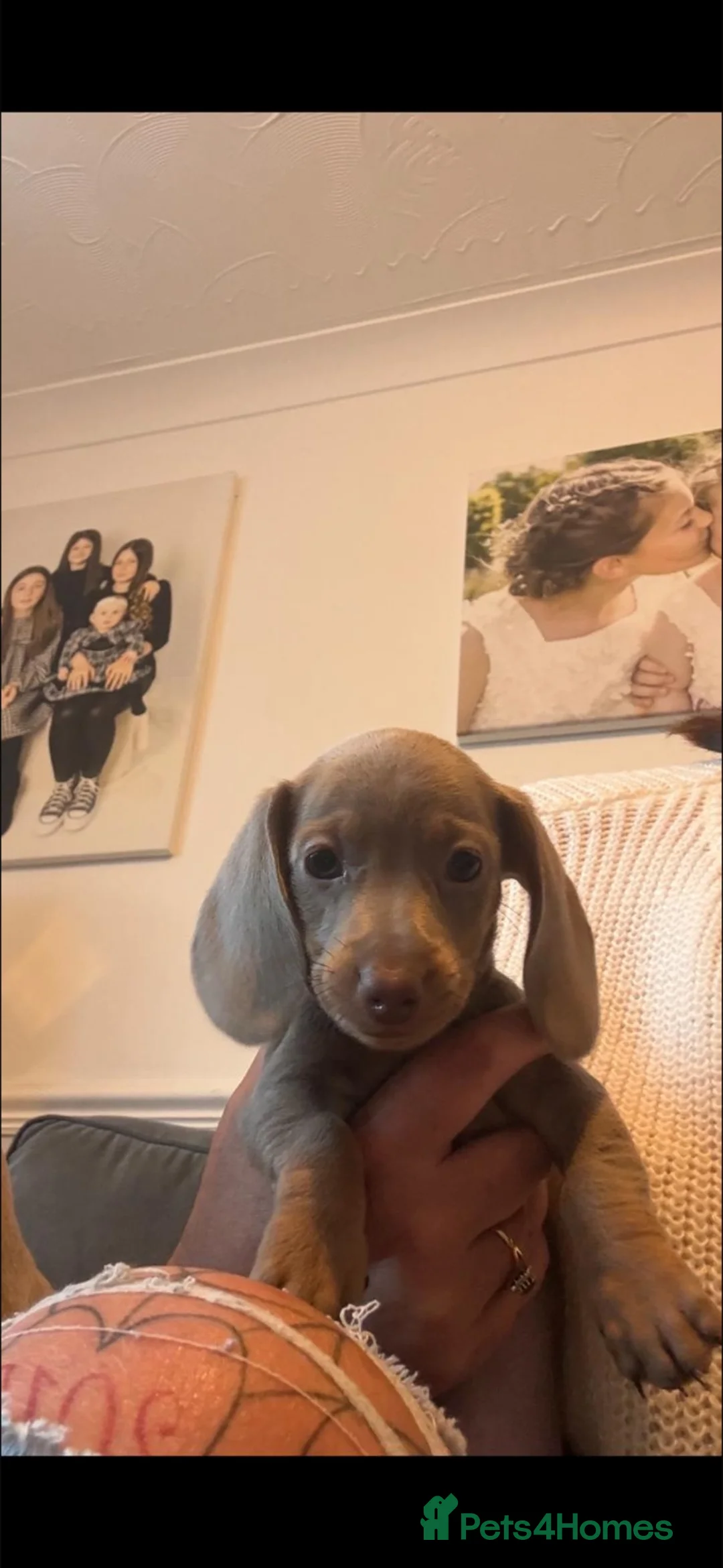 Dachshund dogs for sale: Miniture dachshund  in Havant - Advert 2
